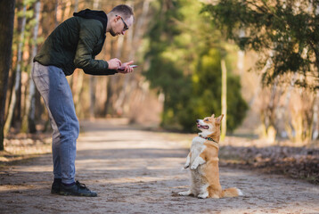Fototapeta premium a young handsome caucasian male doing a photo of a welsh corgi pembroke dog doing a trick