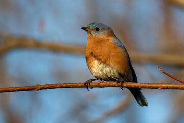 Eastern Bluebird (Sialia sialis) perching on a branch.