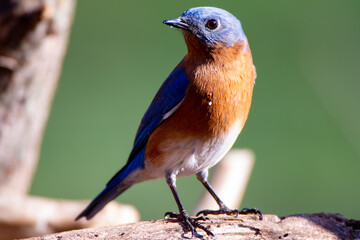 Eastern Bluebird (Sialia sialis) on a branch with green background