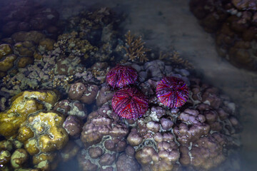 Red sea urchins on coral reef during sunrise..Numerous beautifully patterned red sea urchins are washed by the waves trapped on coral reef..