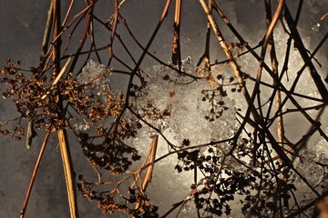 Winter in the park, branch covered with ice 