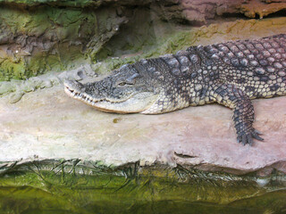 crocodile in the water