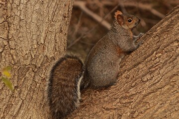 Squirrel on the branch, winter 