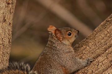 Squirrel on the branch, winter 
