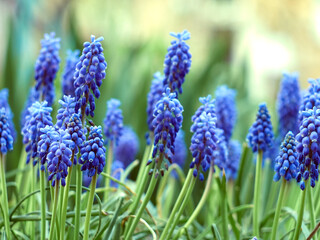 Muscari armeniacum plant with blue flowers.