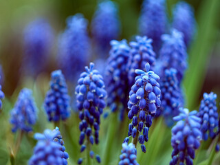 Muscari armeniacum plant with blue flowers.