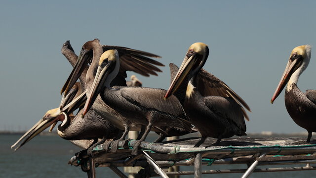 Group of brown pelicans squabble for best postion on top of boat to catch fisherman scraps; coastal Texas
