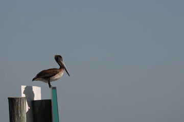 Immature brown pelican (Pelecanus occidentalis) sitting on top of pylon in a channel in southern coastal Texas; copy space
