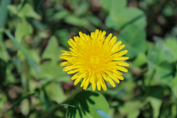 yellow dandelion flower
