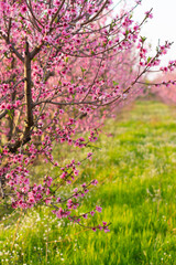 Fruit trees and wild vegetation