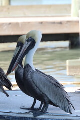 Two brown pelicans patiently standing on boat canopy at the boat dock along Texas gulf coast; portrait orientation