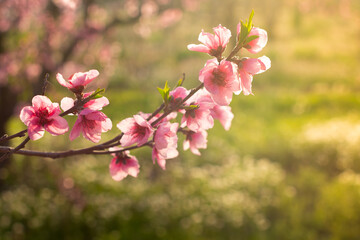 Obraz premium Pink flower of a fruit tree
