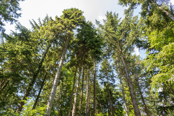 Trees in the forest. The tops of the trees against the sky. 