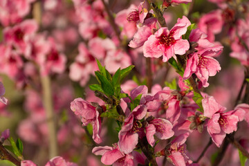 Fototapeta na wymiar Pink flower of a fruit tree