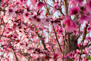 Fototapeta na wymiar Pink flower of a fruit tree