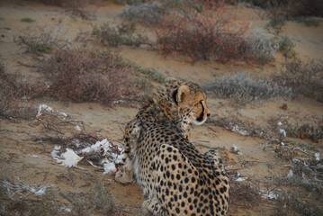 Africa- Close Up of a Wild Cheetah Finishing Off a Bird Kill