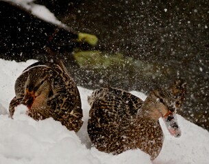 Two mallard ducks in the snow 