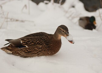 Mallard duck in the snow 