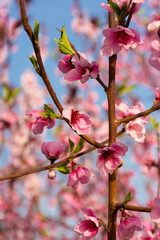 Pink flower of a fruit tree