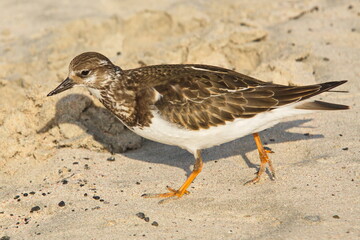 Least sandpiper in Crete in Greece,europe
