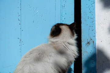 Himalayan persian breed cat siamese color