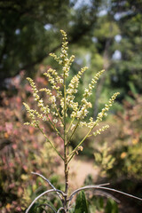 Close up of longan flower