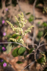Close up of longan flower