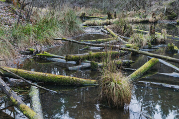 Abandoned unkempt pond with fallen trees covered with moss in the forest