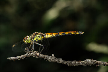 Dragonflies Macro photography in the countryside of Sardinia Italy, Particular, Details
