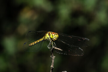 Dragonflies Macro photography in the countryside of Sardinia Italy, Particular, Details