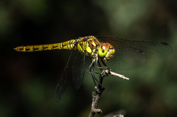 Dragonflies Macro photography in the countryside of Sardinia Italy, Particular, Details