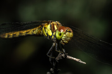 Dragonflies Macro photography in the countryside of Sardinia Italy, Particular, Details