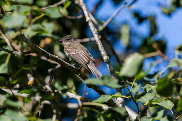 robin perched on a branch