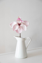 Beautiful fresh white magnolia flower in full bloom in vase against white background. Spring still life.