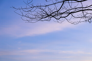 Beautiful image of natural pastel colorful of blue sky and violet clouds in the morning in spring season.