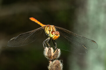 Dragonflies Macro photography in the countryside of Sardinia Italy, Particular, Details