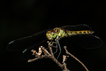 Dragonflies Macro photography in the countryside of Sardinia Italy, Particular, Details