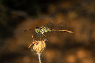 Dragonflies Macro photography in the countryside of Sardinia Italy, Particular, Details