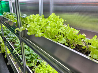 Growing Vegetables and Salad Leaves the Polycarbonate High-tech Indoor Greenhouse the Aluminum Shelves Under Artificial Light.