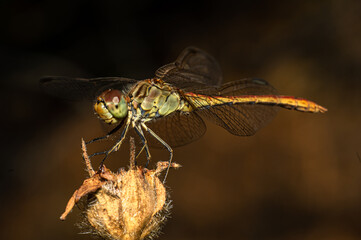 Dragonflies Macro photography in the countryside of Sardinia Italy, Particular, Details