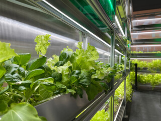 Growing Vegetables and Salad Leaves the Polycarbonate High-tech Indoor Greenhouse the Aluminum Shelves Under Artificial Light.