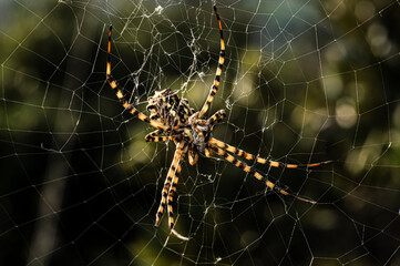 Argiope Lobata Female Macro Photo Taken in Sardinia, Details