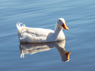 Duck swimming in lake while displaying a beautiful reflection in the water