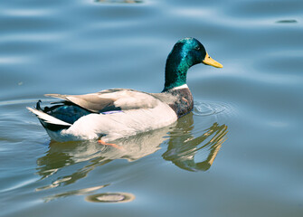 Duck swimming in lake while displaying a beautiful reflection in the water