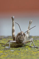 locusta vista frontalmente
