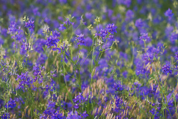 Naklejka premium Violet wild flowers background with selective focus and blurred background