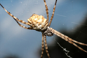 Argiope Lobata Female Macro Photo Taken in Sardinia, Details