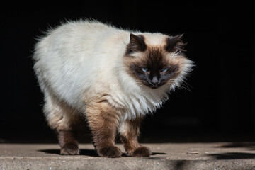 Himalayan persian breed cat siamese color