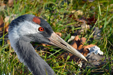 Head of an European common crane in the green field © belizar