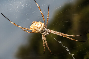 Argiope Lobata Female Macro Photo Taken in Sardinia, Details